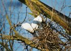 20030322419 blijdorp witte vogels